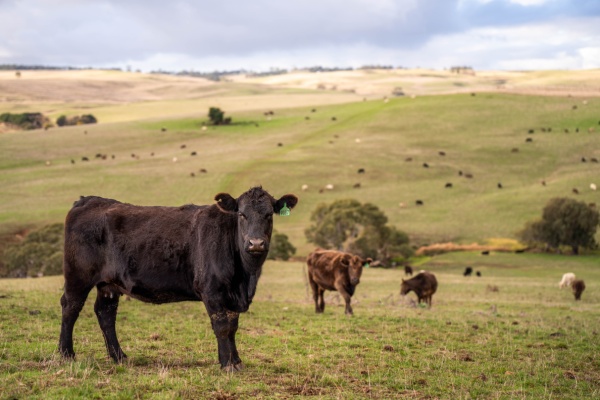 Illustration de l'article Aides agricoles : précisions pour les bovins et la canne à sucre